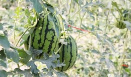 今日吃瓜热门大瓜必看大瓜网红