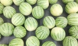 吃瓜大赛 吃瓜51在线黑料9,揭秘在线黑料，揭秘网络舆论背后的真相